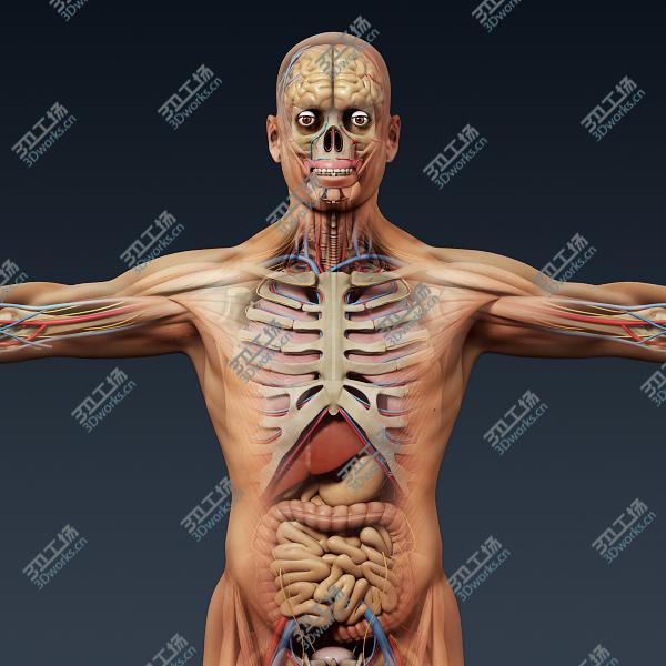 images/goods_img/202104022/Human Male Anatomy - Body, Muscles, Skeleton and Internal Organs/2.jpg